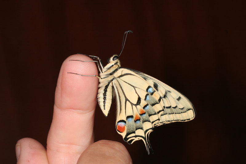 Quando scappa scappa....Papilio machaon